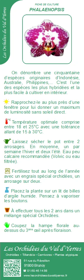 Fiche culture PHALAENOPSIS
